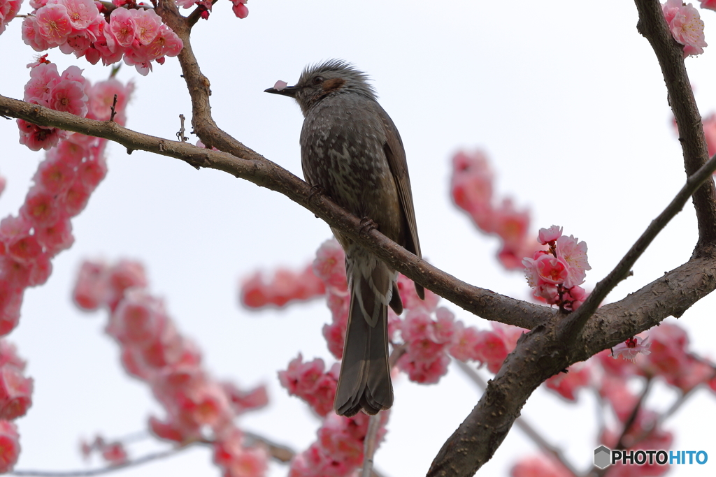 花飾り？(鼻飾り？)