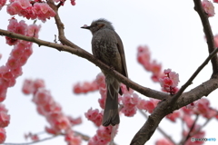 花飾り？(鼻飾り？)