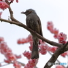 花飾り？(鼻飾り？)