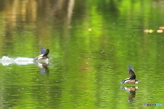 ハリオアマツバメ 編隊水飲み