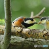 ヤマガラの餌渡し