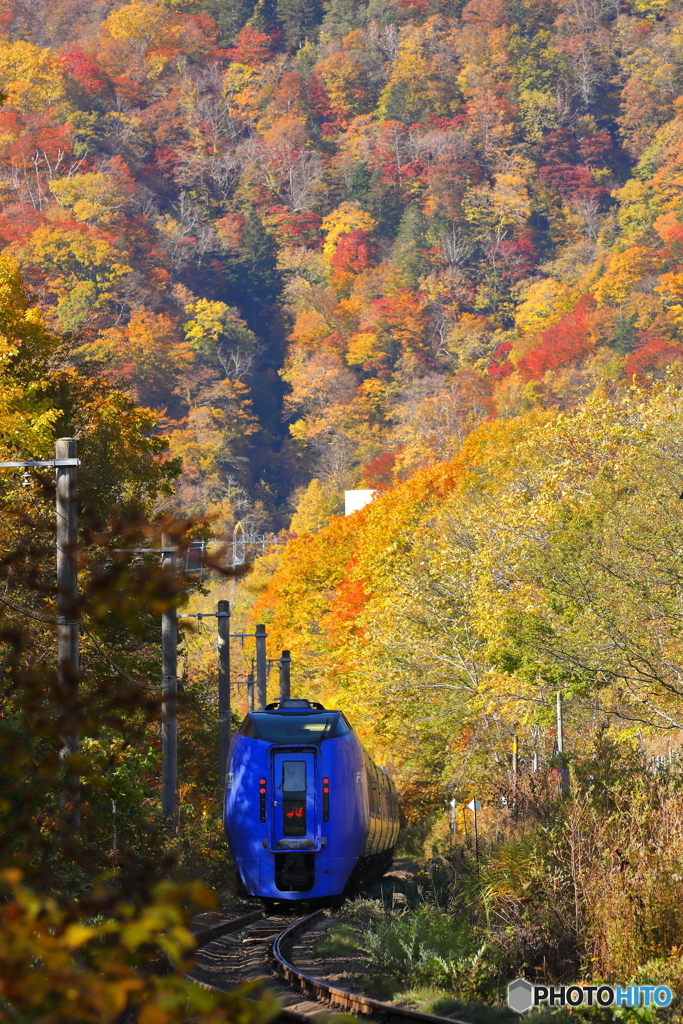 紅葉の中を