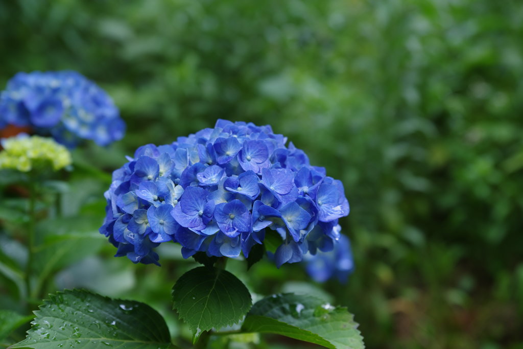 森の中 賀茂しょうぶ園