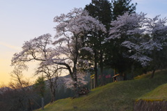 朝日に桜