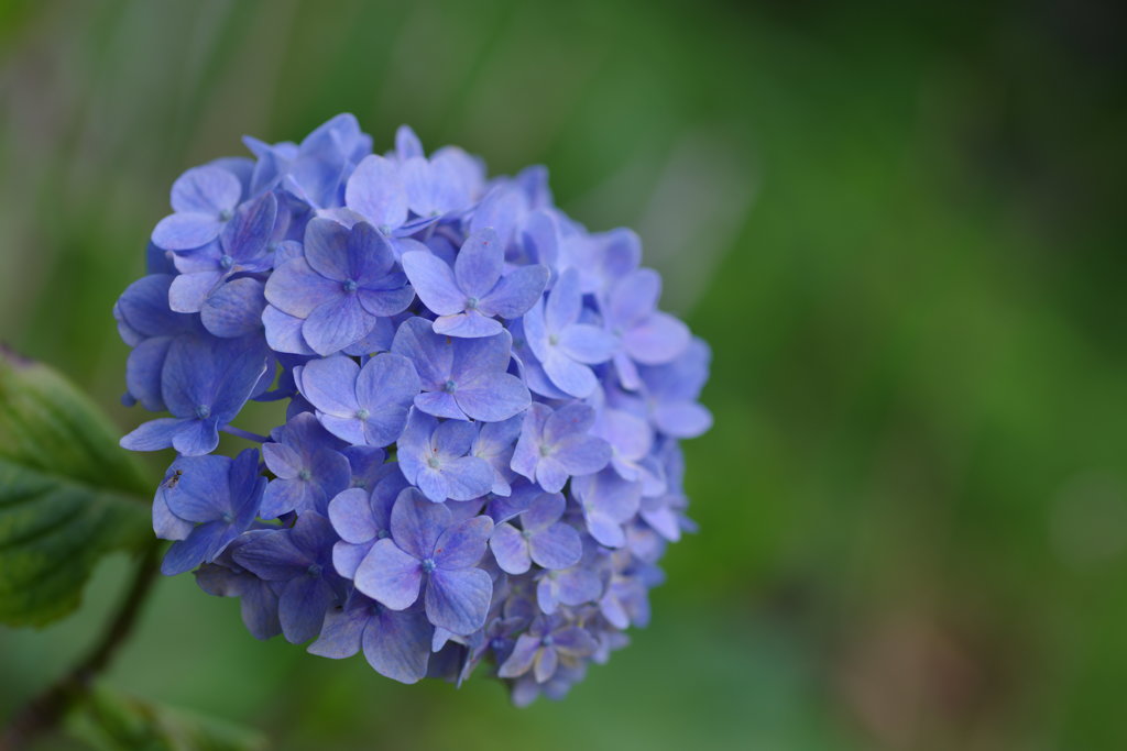 紫陽花 賀茂しょうぶ園7