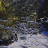 名古屋港水族館より干潟水槽