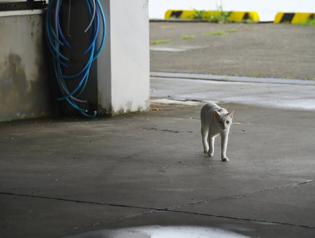 港猫再び