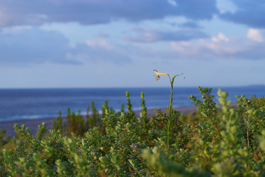 海を見る花