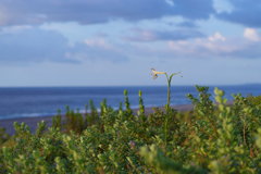 海を見る花