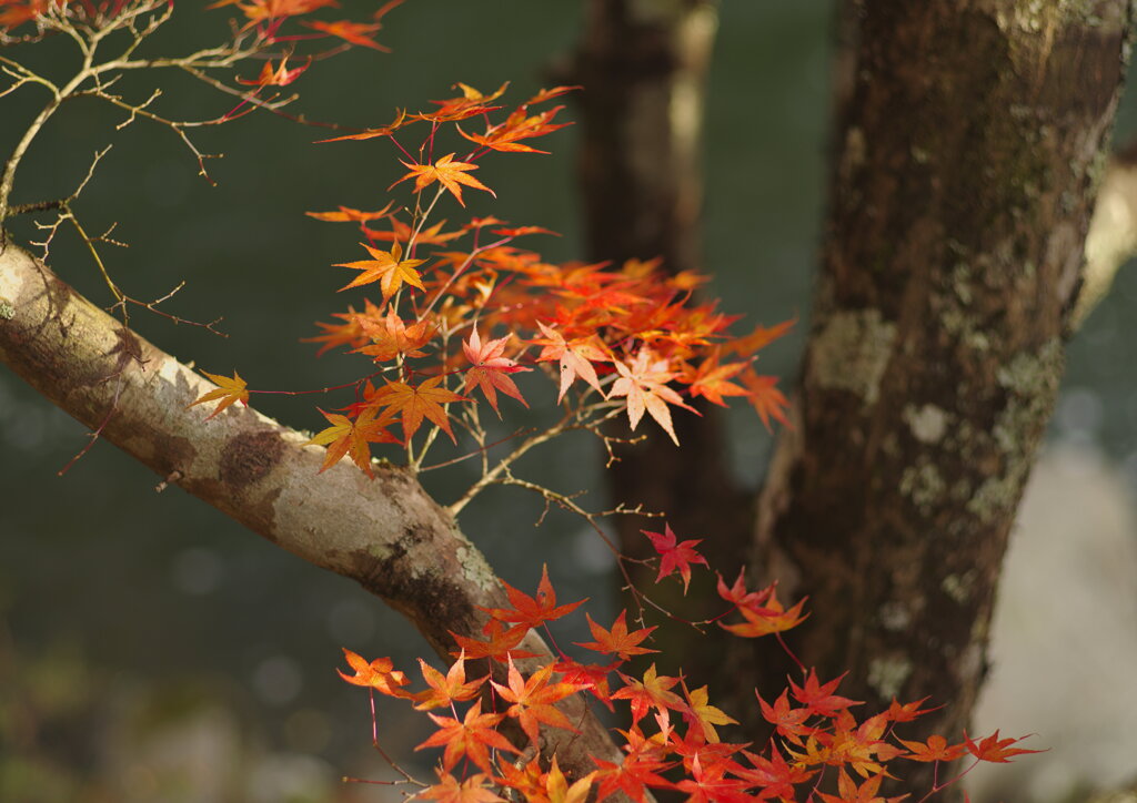 紅葉