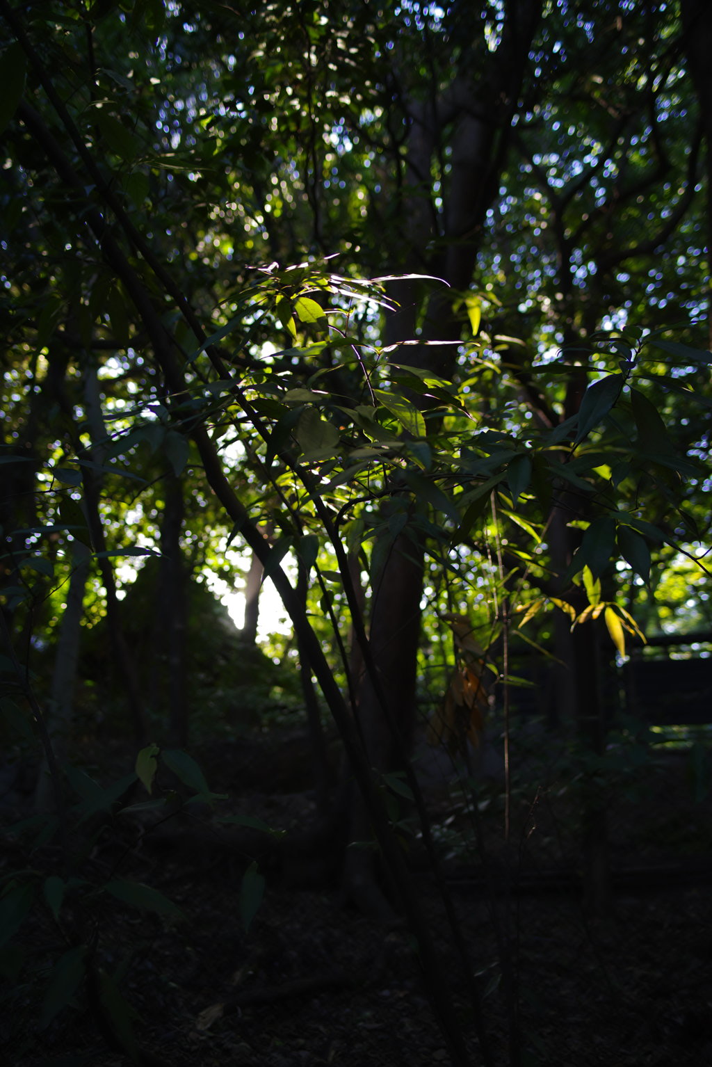 熱田神宮の森 ～名古屋徘徊写真7～