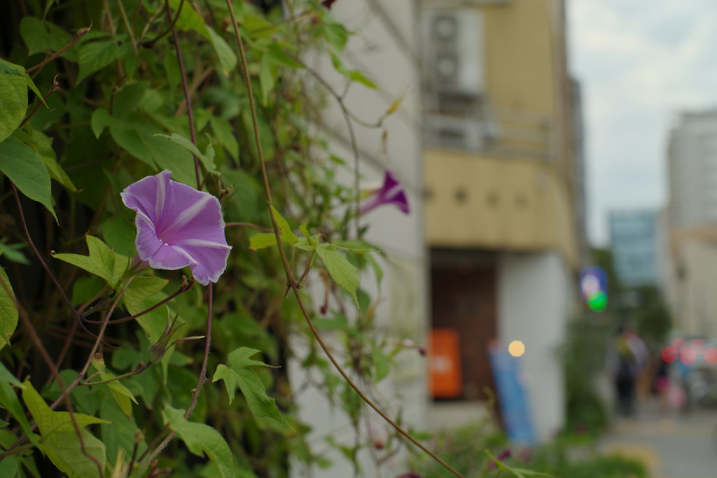 そこに花が咲いていたから
