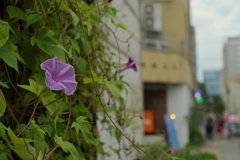そこに花が咲いていたから