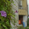 そこに花が咲いていたから
