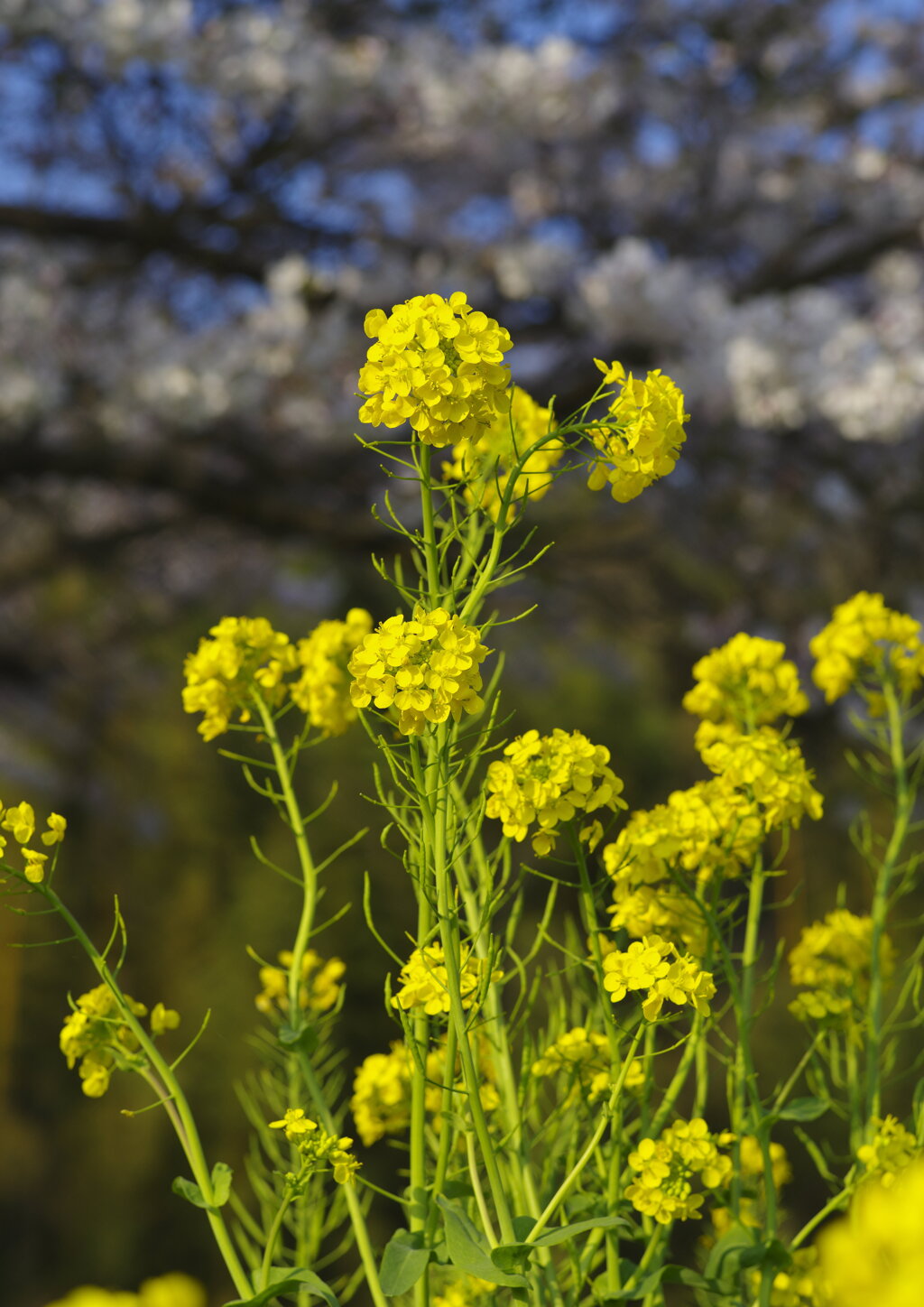 菜の花