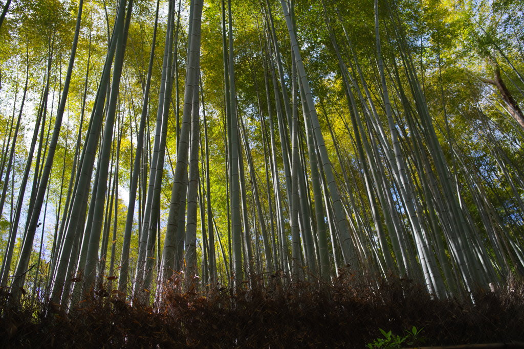THE 竹林