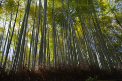 THE 竹林