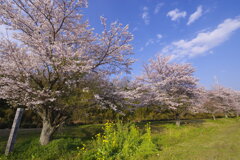 土手に春