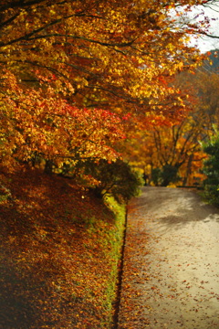 滲む紅葉 香嵐渓