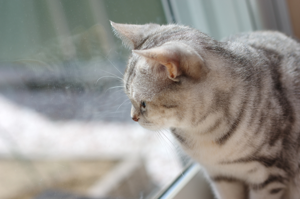 うちの猫山さん