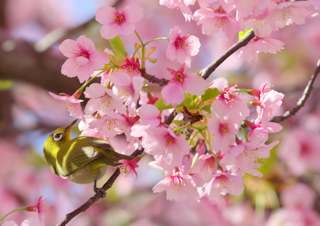 桜にメジロ