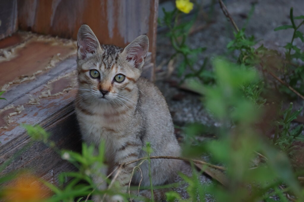 廃虚の住猫