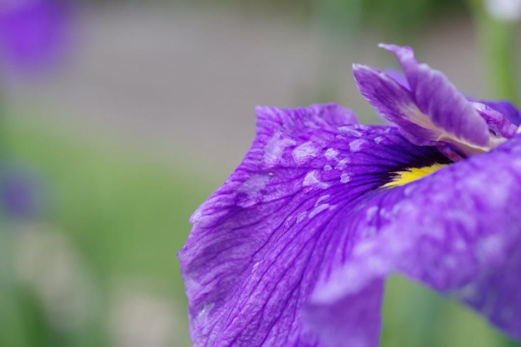 水斑点 賀茂しょうぶ園4