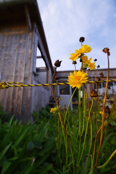 夕日に染まる花