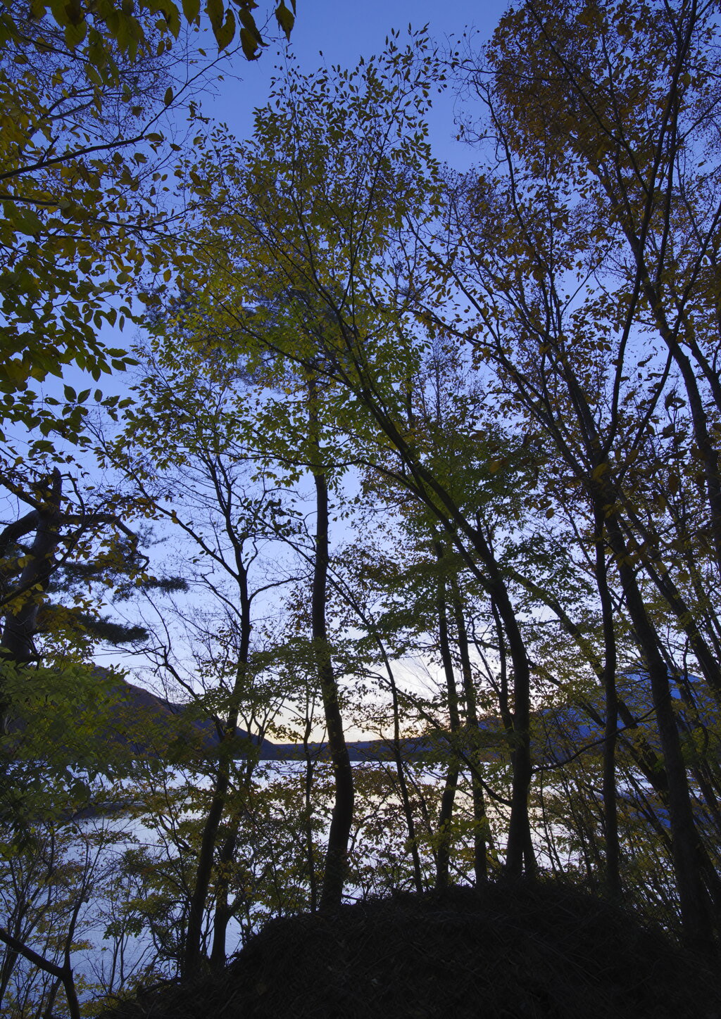 湖畔の木陰