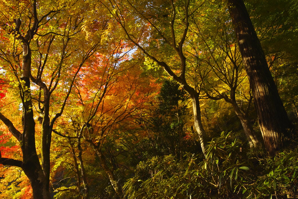 秋の木もれ日