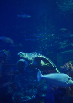 Master of Aquarium