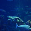 Master of Aquarium