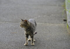 巷に雨の降る如く