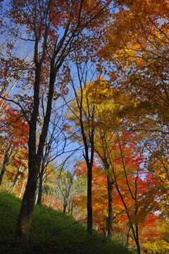 青天井と秋の木蔭