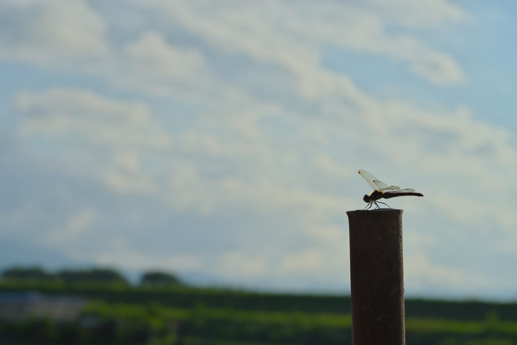 トンボの空