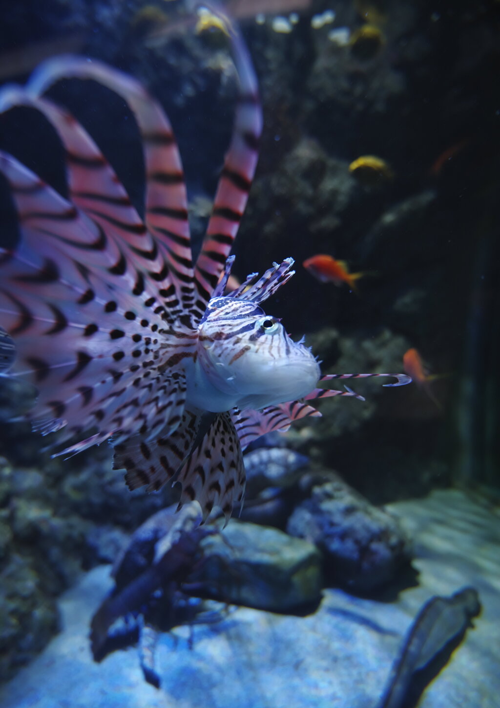 ミノカサゴの自撮り風