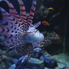 ミノカサゴの自撮り風