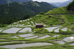 千枚田