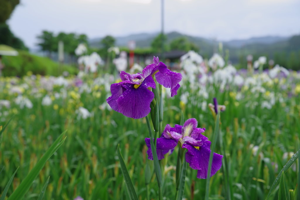 賀茂しょうぶ園