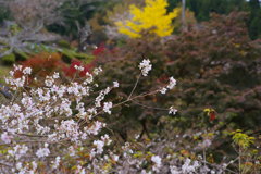 晩秋に桜の里へ迷い混み