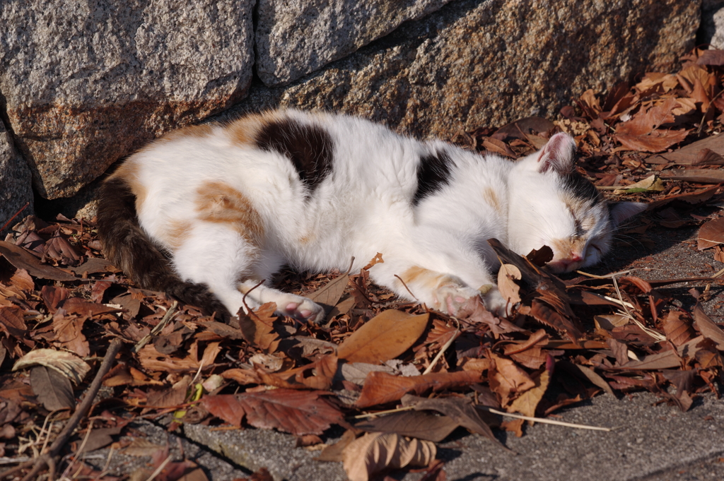 爆睡猫