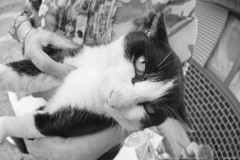 Cat #されるがまま