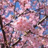 桜part2