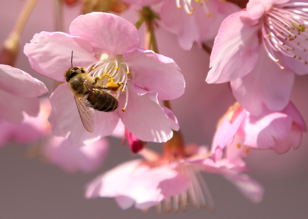 河津桜とともに