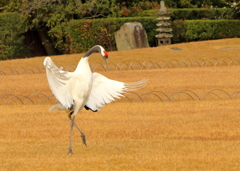 年始はばたき