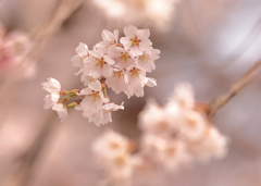 しだれ桜