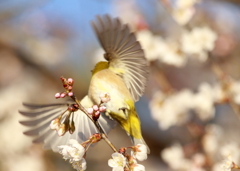 つぎへ！