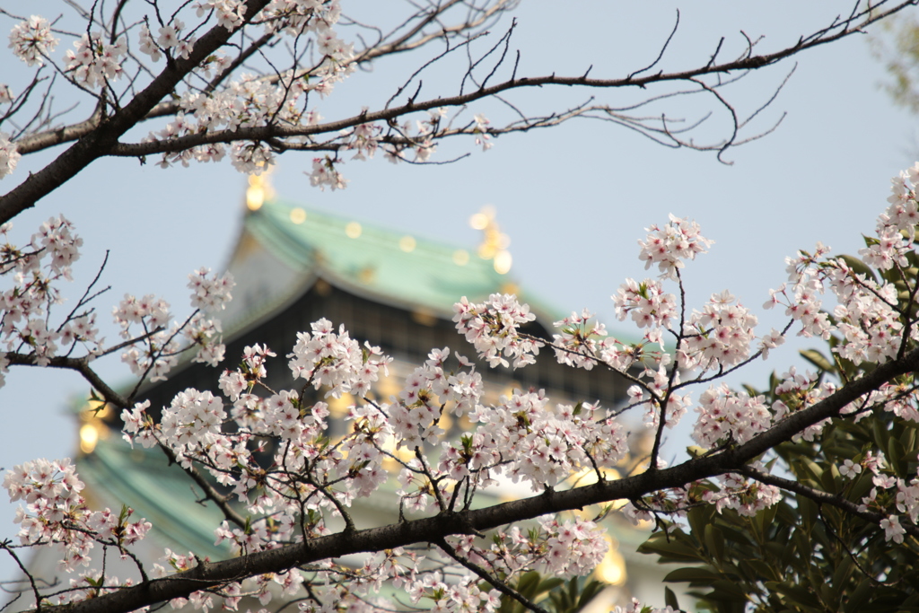 今年も満開