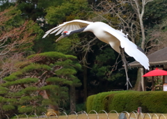 舞い降りる