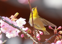 河津桜とともに